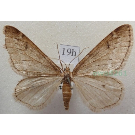 Alsophila aescularia (Denis & Schiffermüller, 1775) Nierównik kasztaniak Czech19h